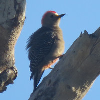 Yucatan Woodpecker